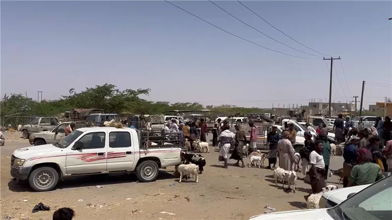 معاناةٌ إنسانيةٌ.. ارتفاع أسعار الأضاحي يُحرمُ أهالي شبوة من فرحة العيد 