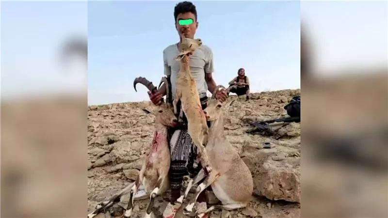 ​ضبط متهمين بصيد حيوانات مهددة بالانقراض في منطقة الروضة بشبوة