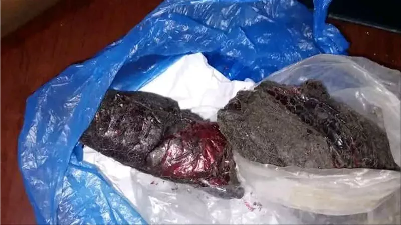 ضبط شخصين بحوزتهما نصف كيلو جرام من الحشيش المخدر في شبوة 