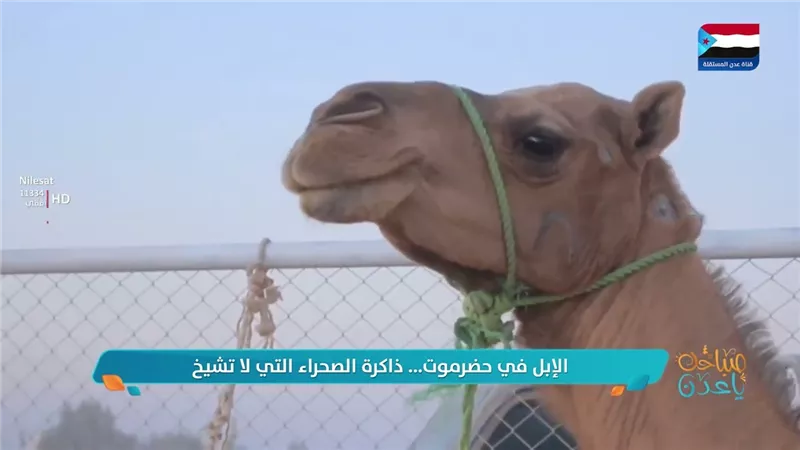 الإبل في حضرموت... ذاكرة الصحراء التي لا تشيخ