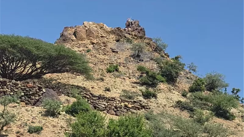 القوات الجنوبية وقبائل الصبيحة تحكم سيطرتها على جبل البازلة الاستراتيجي